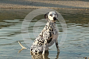 Dalmatian sitting in the water