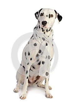 Dalmatian sitting with a weighted scarf
