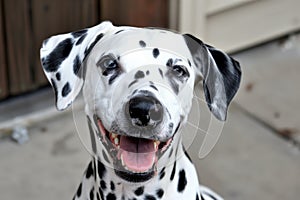 dalmatian smiling with spotted nose visible