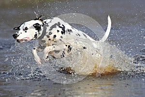 Dalmatian splashing in water