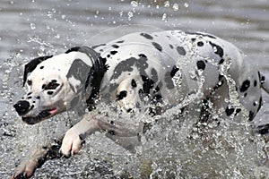 Dalmatian splashing in water