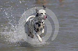 Dalmatian splashing in water