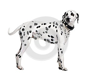 Dalmatian standing in front of white background