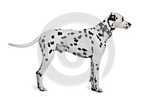 Dalmatian standing in front of white background