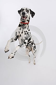 Dalmatian Standing On Hind Legs