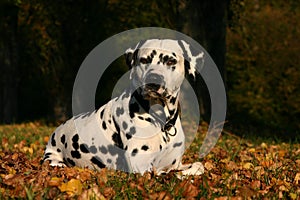 Dalmatian stud dog lying in autumn leaves