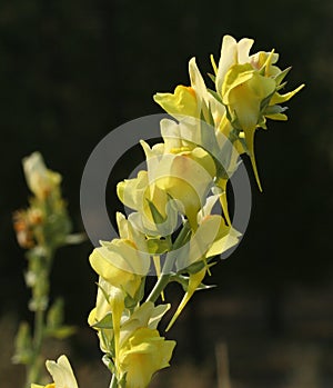 Dalmatian Toadflax (Linaria dalmatica)