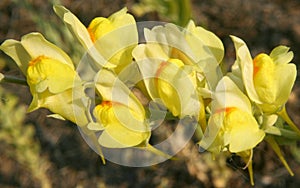 Dalmatian Toadflax (Linaria dalmatica)