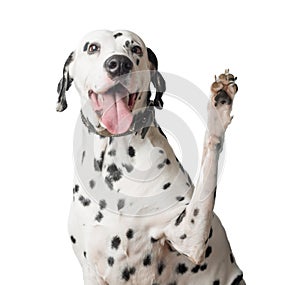 Dalmatian with tongue hanging out waves its paw.