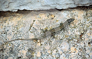 Dalmatian wall lizard