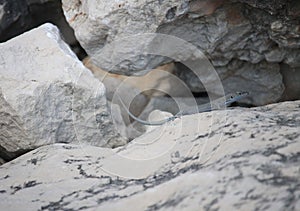 Dalmatian wall lizard