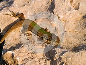 Dalmatian wall lizard, Podarcis melisellensis