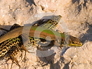 Dalmatian wall lizard, Podarcis melisellensis