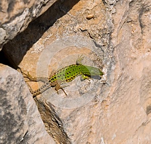 Dalmatian wall lizard, Podarcis melisellensis