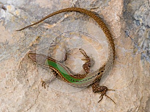 Dalmatian wall lizard, Podarcis melisellensis