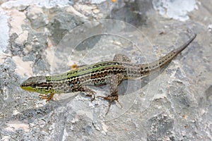 The Dalmatian wall lizard (Podarcis melisellensis) in natural habitat