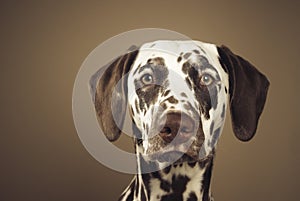 Dalmatian, watchful glance