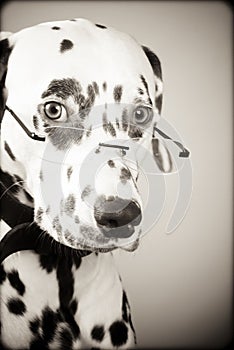 Dalmatian wearing glasses, black and white