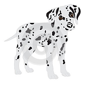 Dalmatians, cute puppy, sad. Vector Illustration Portrait of Dalmatian Puppy. Dog isolated.