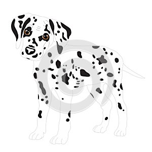 Dalmatians, cute puppy, sad. Vector Illustration Portrait of Dalmatian Puppy. Dog isolated.