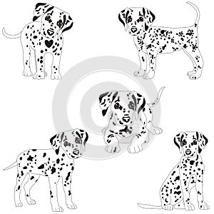 Dalmatians, cute, sad. Vector Illustration Portrait of Dalmatian Puppy. Dog isolated.