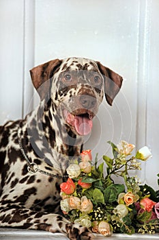 Dalmatians and flowers