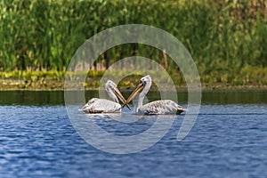 Dalmatians Pelicans (Pelecanus crispus)