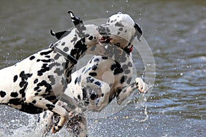 Dalmatians play fighting in water