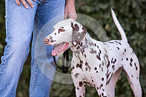 Dalmatien adult dog