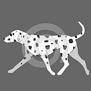 Dalmatian