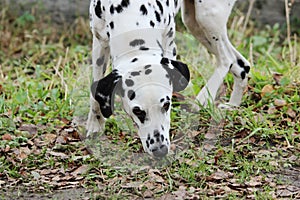 dalmatin breed dog walking on the street in the village without the owner.