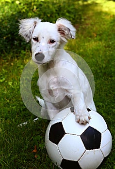 Dalmatin white puppy dog play with soccer football ball