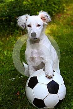 Dalmatin white puppy dog play with soccer football ball