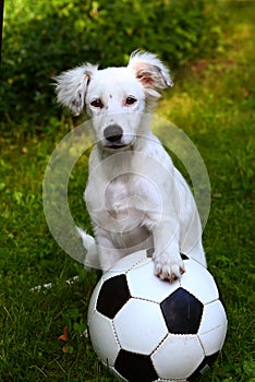 Dalmatin white puppy dog play with soccer football ball