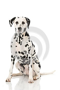 Old dalmatian dog isolated on white background photo