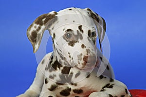 Dalmation