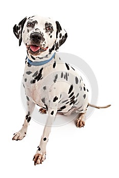 Dalmation