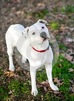 A Dalmation x American Bulldog mixed breed dog