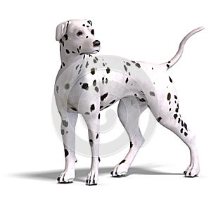 Dalmation Dog