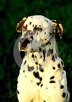 Dalmation dog