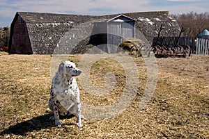 Dalmation dog on the farm