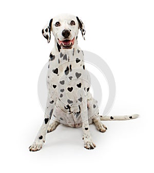 Dalmation Dog With Heart Shaped Spots