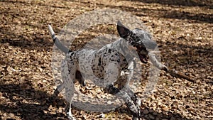 Dalmation dog running with a piece of wood on a field. Dalmatian dog with a stick, slow motion