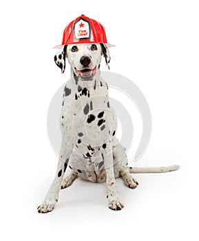 Dalmation dog wearing a red fireman hat
