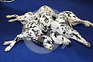 Dalmation dogs