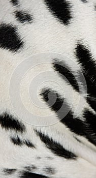 Dalmation Fur