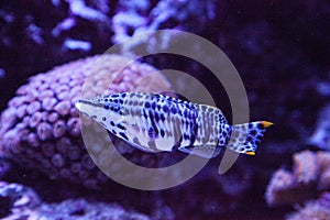 Dalmation molly tropical fish Poecilia latipinna