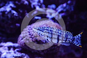 Dalmation molly tropical fish Poecilia latipinna