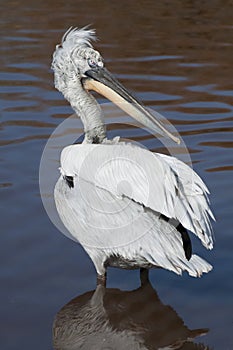 Dalmation Pelican