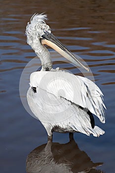 Dalmation Pelican